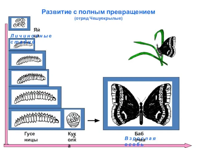 Развитие с полным превращением (отряд Чешуекрылые) Яйца Гусеницы К Куколка Л