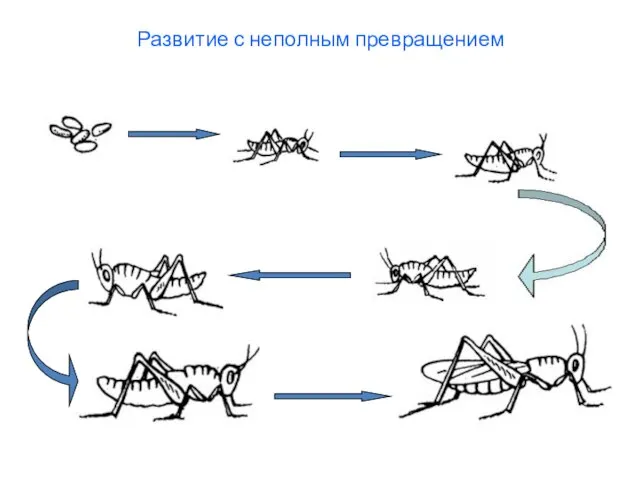 Развитие с неполным превращением