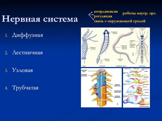 Нервная система Диффузная Лестничная Узловая Трубчатая 1 2 1 2 3 4