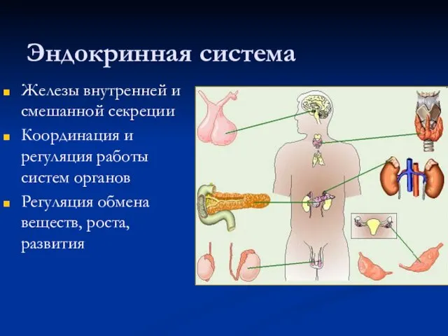 Эндокринная система Железы внутренней и смешанной секреции Координация и регуляция работы