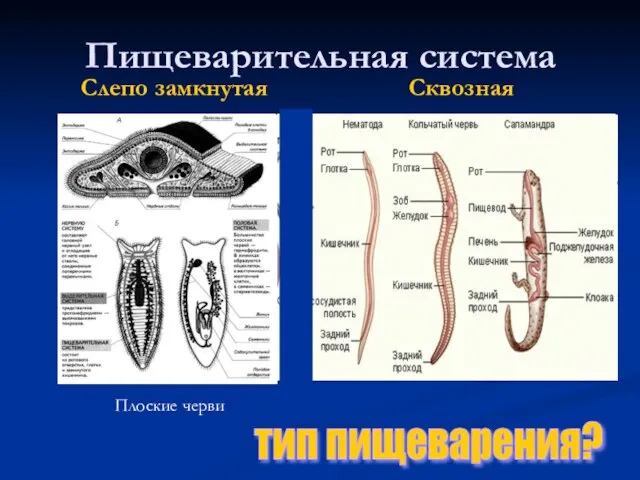 Пищеварительная система Слепо замкнутая Сквозная Плоские черви тип пищеварения?