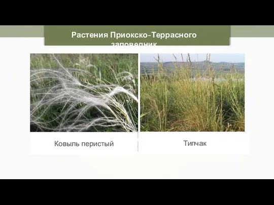 Растения Приокско-Террасного заповедник Ковыль перистый Типчак