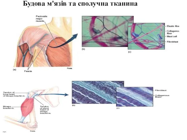 Будова м'язів та сполучна тканина