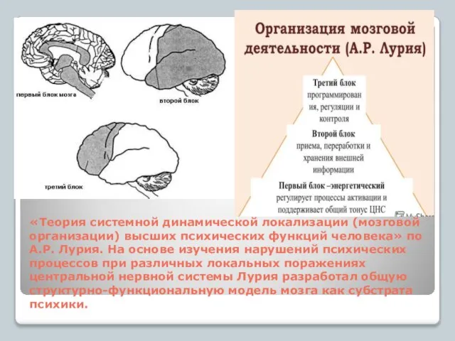 «Теория системной динамической локализации (мозговой организации) высших психических функций человека» по