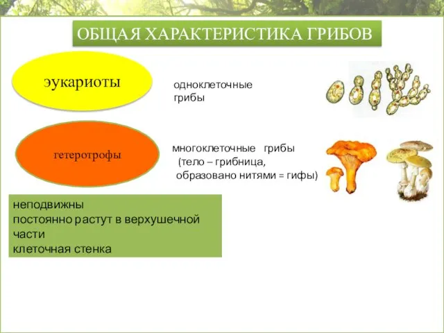 многоклеточные грибы (тело – грибница, образовано нитями = гифы) ОБЩАЯ ХАРАКТЕРИСТИКА