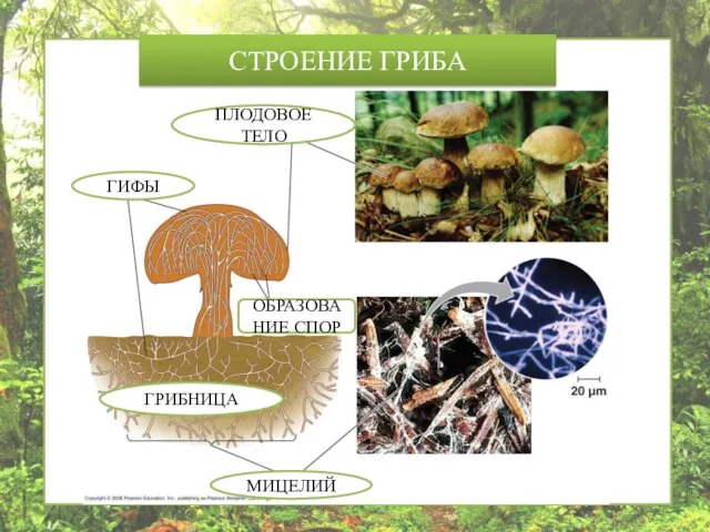 СТРОЕНИЕ ГРИБА ГИФЫ МИЦЕЛИЙ ПЛОДОВОЕ ТЕЛО ОБРАЗОВАНИЕ СПОР ГРИБНИЦА