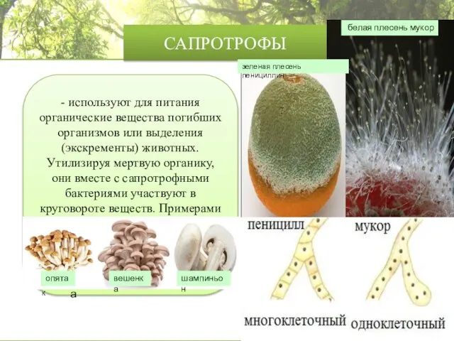 САПРОТРОФЫ - используют для питания органические вещества погибших организмов или выделения