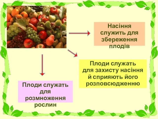 Насіння служить для збереження плодів Плоди служать для розмноження рослин Плоди