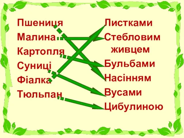 Пшениця Малина Картопля Суниці Фіалка Тюльпан Листками Стебловим живцем Бульбами Насінням Вусами Цибулиною