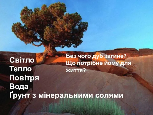 Світло Тепло Повітря Вода Ґрунт з мінеральними солями Без чого дуб