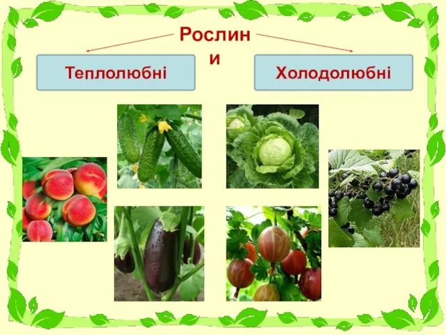 Рослини Теплолюбні Холодолюбні