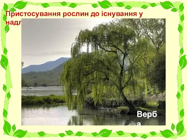 Пристосування рослин до існування у надлишках води Латаття Лотос Рогіз Ряска Верба