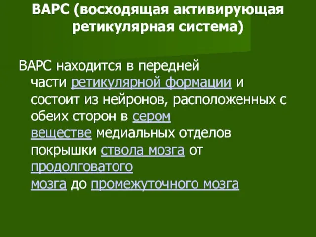 ВАРС (восходящая активирующая ретикулярная система) ВАРС находится в передней части ретикулярной