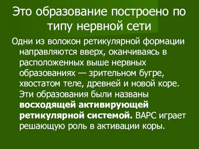 Это образование построено по типу нервной сети Одни из волокон ретикулярной