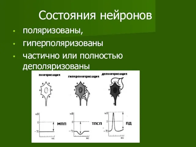 Состояния нейронов поляризованы, гиперполяризованы частично или полностью деполяризованы