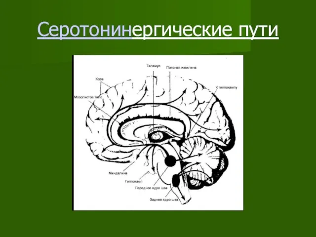 Серотонинергические пути