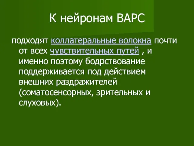 К нейронам ВАРС подходят коллатеральные волокна почти от всех чувствительных путей