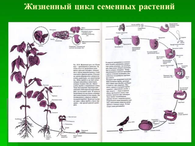 Жизненный цикл семенных растений