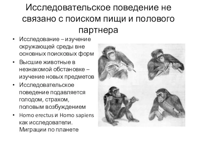 Исследовательское поведение не связано с поиском пищи и полового партнера Исследование