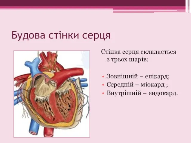 Будова стінки серця Стінка серця складається з трьох шарів: Зовнішній –