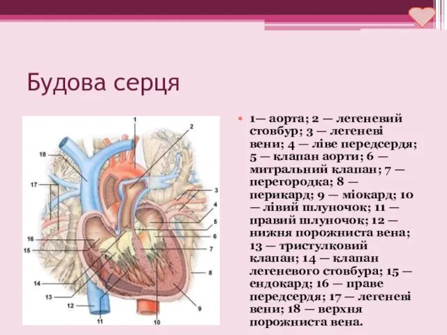 Будова серця 1— аорта; 2 — легеневий стовбур; 3 — легеневі