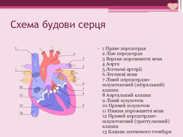 Схема будови серця 1 Праве передсердя 2 Ліве передсердя 3 Верхня