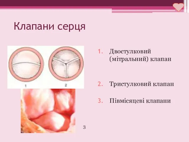 Клапани серця Двостулковий (мітральний) клапан Тристулковий клапан Півмісяцеві клапани 3