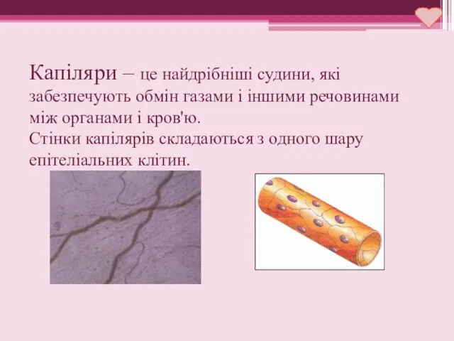 Капіляри – це найдрібніші судини, які забезпечують обмін газами і іншими