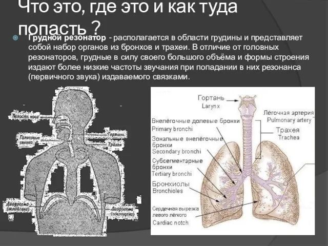 Что это, где это и как туда попасть ? Грудной резонатор