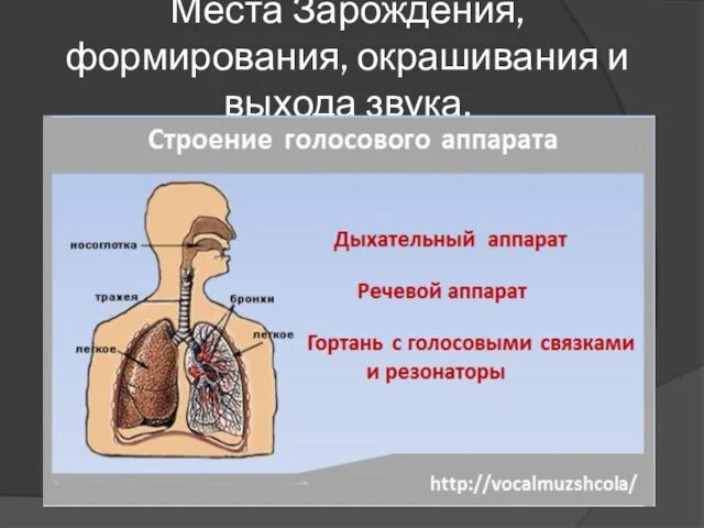 Места Зарождения, формирования, окрашивания и выхода звука.