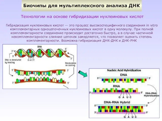 Биочипы для мультиплексного анализа ДНК Технологии на основе гибридизации нуклеиновых кислот