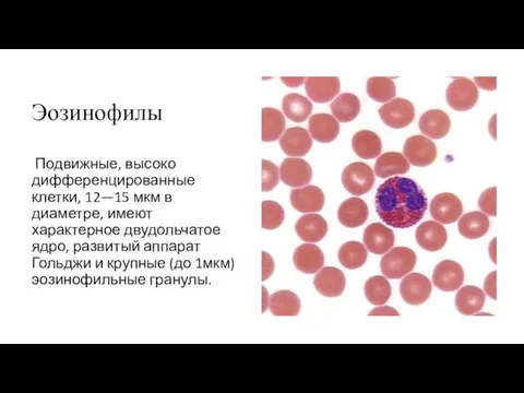 Эозинофилы Подвижные, высоко дифференцированные клетки, 12—15 мкм в диаметре, имеют характерное