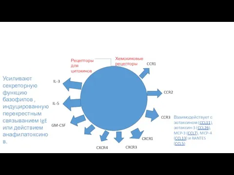 CCR1 Хемокиновые рецепторы CCR2 CCR3 CXCR1 CXCR3 CXCR4 Взаимодействует с эотаксином