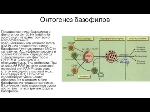 Онтогенез базофилов Предшественники базофилов с фенотипом Lin- CD34+FceRIhic-kit происходят из гранулоцитарно-макрофагальных