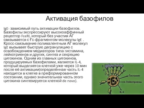 Активация базофилов IgE- зависимый путь активации базофилов. Базофилы экспрессируют высокоаффинный рецептор