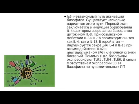 IgE- независимый путь активации базофила. Существует несколько вариантов этого пути. Первый