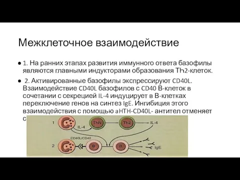 Межклеточное взаимодействие 1. На ранних этапах развития иммунного ответа базофилы являются