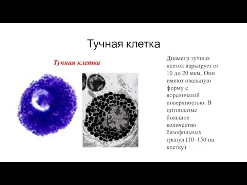 Тучная клетка Диаметр тучных клеток варьирует от 10 до 20 мкм.