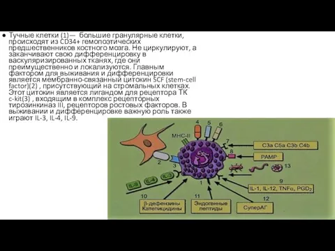 Тучные клетки (1)— большие гранулярные клетки, происходят из CD34+ гемопоэтических предшественников