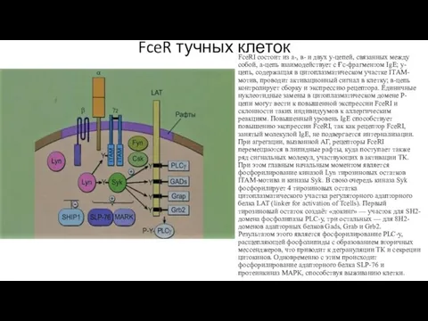 FceR тучных клеток FceRI состоит из а-, в- и двух у-цепей,