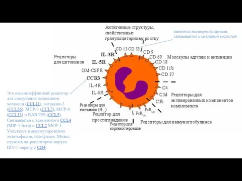 является молекулой адгезии, связывается с сиаловой кислотой Это высокоаффинный рецептор для