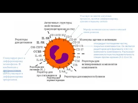 Маркёр активации клеток гемопоэтической линии развития. Участвует во многих клеточных процессах,