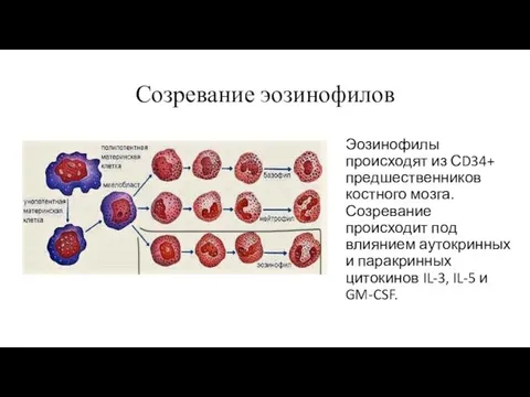 Созревание эозинофилов Эозинофилы происходят из СD34+ предшественников костного мозга. Созревание происходит