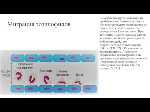 Миграция эозинофилов В сосудистом русле эозинофилы пребывают в состоянии роллинга. Качение