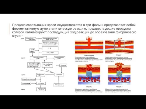 Процесс свертывания крови осуществляется в три фазы и представляет собой ферментативную