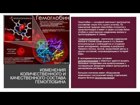 ИЗМЕНЕНИЯ КОЛИЧЕСТВЕННОГО И КАЧЕСТВЕННОГО СОСТАВА ГЕМОГЛОБИНА Гемоглобин — основной компонент эритроцитов