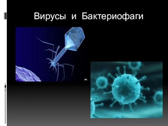 Вирусы и Бактериофаги