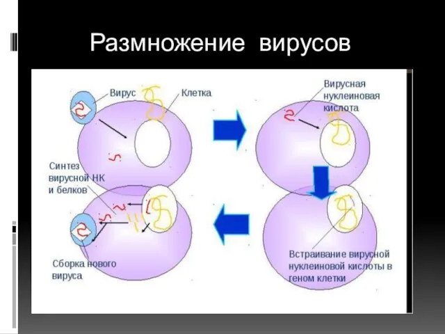 Размножение вирусов