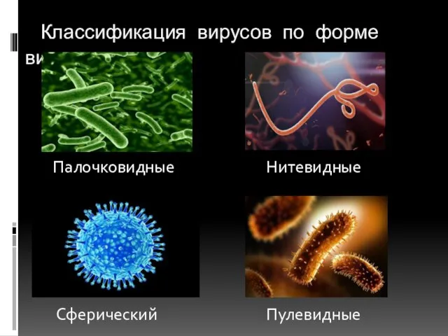 Классификация вирусов по форме вириона Палочковидные Пулевидные Сферический Нитевидные