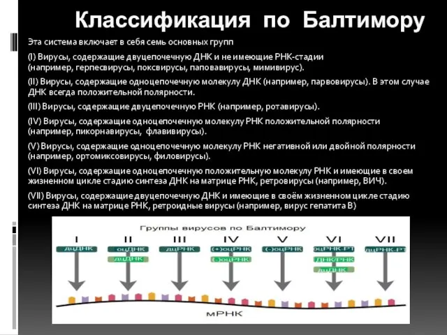 Классификация по Балтимору Эта система включает в себя семь основных групп